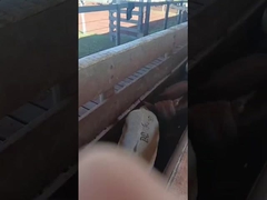 Étiquettes d'oreille électroniques pour bétail Étiquettes d'oreille électroniques pour moutons Étiquettes d'oreille pour animaux