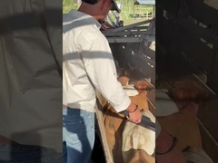 PT290 LF lecteur d'étiquettes d'oreille pour bovins