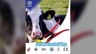 Étiquettes d'oreille de vache durables pour le suivi du bétail