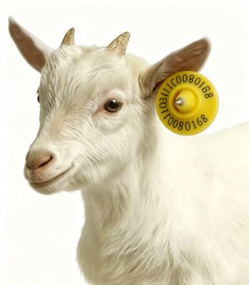 Étiquette RFID certifiée ICAR avec matériau TPU et fréquence 134,2 kHz pour la gestion des moutons et des chèvres