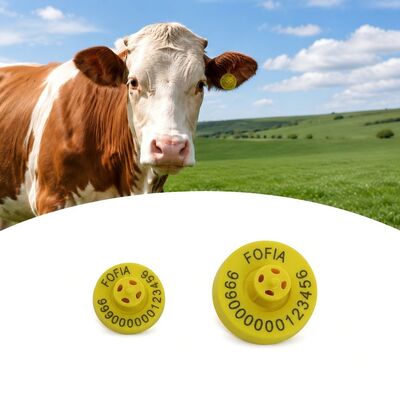 Étiquettes d'oreille pour bovins certifiées ICAR fabriquées avec des matériaux de haute durabilité garantissant des solutions d'identification des bovins durables