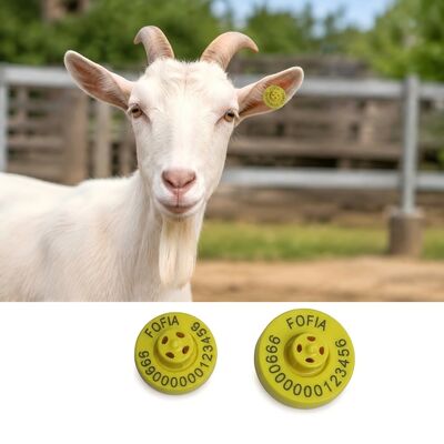 Distance de lecture allant jusqu'à 22 cm avec lecteur portatif étiquettes d'oreille porcine imprimerie laser solution d'identification durable du bétail