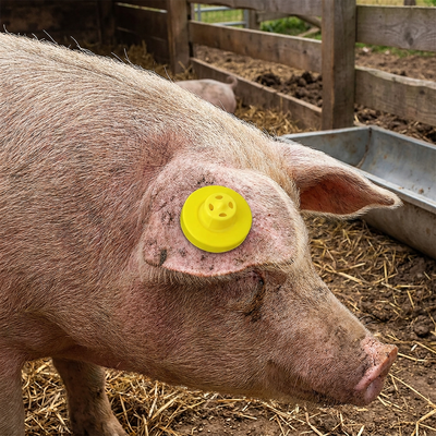Étiquette d'oreille RFID pour moutons de haute qualité imperméable à l'eau anti-déchets ISO11785 FDX-B pour le suivi des animaux