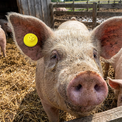 Étiquette d'oreille électronique homologuée ISO11784/5 FULL ICAR étiquette de chèvre RFID imperméable à l'eau pour la gestion de la ferme