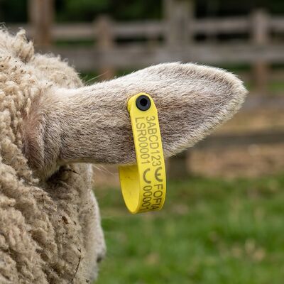 Fofia HDX ET969 New High-Temperature Resistant Anti-Shedding Yellow TPU Laser-Coded Sheep Ear Tag RFID Chip Animal Tracking