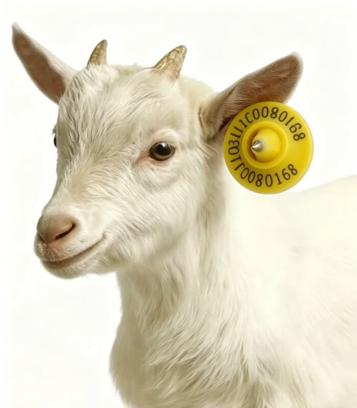 Étiquette RFID certifiée ICAR avec matériau TPU et fréquence 134,2 kHz pour la gestion des moutons et des chèvres