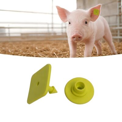 Plus de 5 ans de validité Étiquettes auriculaires pour porcs Impression laser Étiquettes pour bétail conçues pour une identification et une gestion faciles